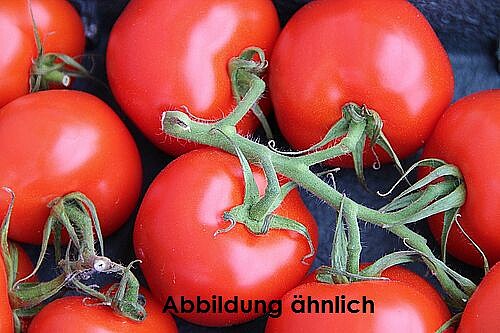 Strauch-Tomaten 