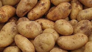 Kartoffeln,​übergroß BELANA 25kg 