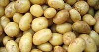 Kartoffeln normale Sortierung 10 kg 