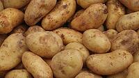 Kartoffeln,​übergroß BELANA 25kg 